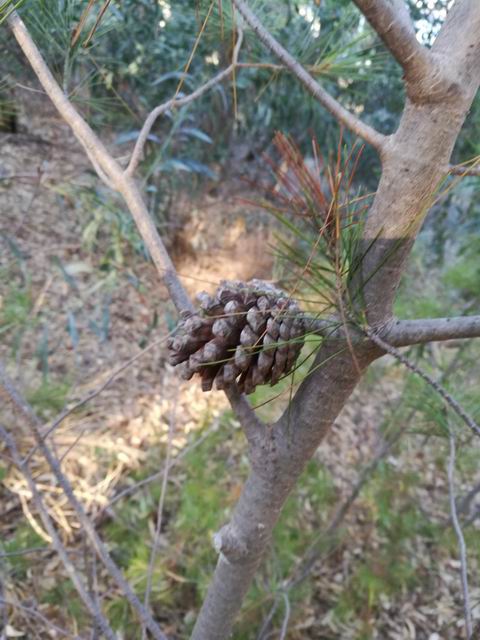 Pinus halepensis (cfr.)